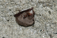 Long-Fingered Bat photo 2