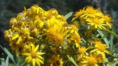 Senecio cinerarioides