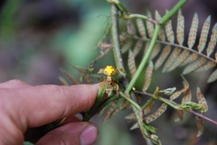 Cyrtochilum flexuosum