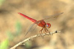 Crocothemis erythraea