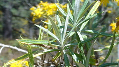 Senecio cinerarioides