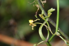 Cyrtochilum flexuosum