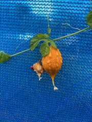 Momordica charantia