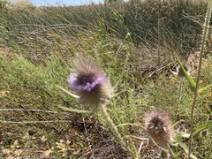 Dipsacus fullonum