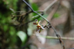 Cyrtochilum cimiciferum