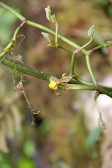 Cyrtochilum flexuosum