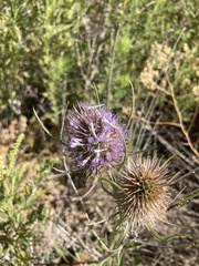Dipsacus fullonum