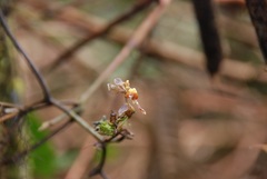 Cyrtochilum cimiciferum