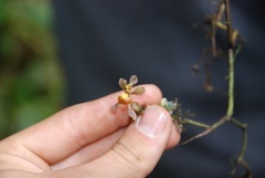 Cyrtochilum cimiciferum