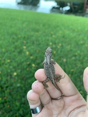 Anolis sagrei