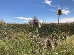 Dipsacus fullonum