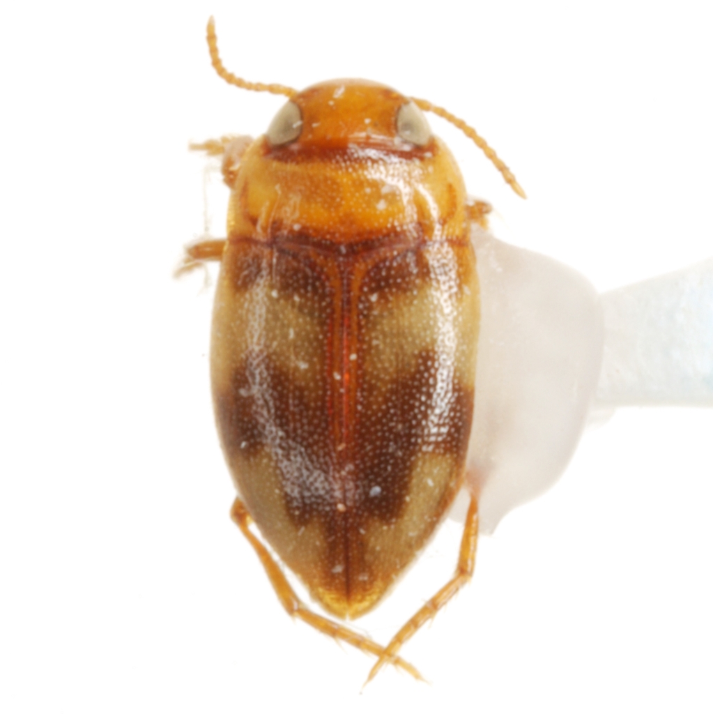 Neoclypeodytes discretus
