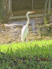 Ardea alba