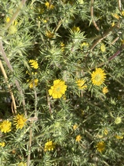 Centromadia fitchii
