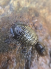 Sphaeroma papillae