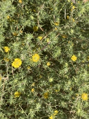 Centromadia fitchii
