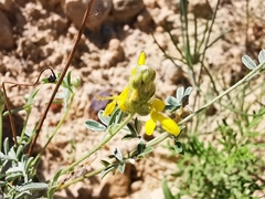 Dalea prostrata