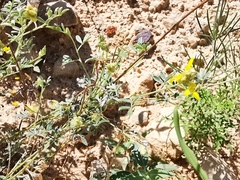 Dalea prostrata