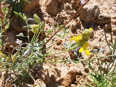 Dalea prostrata