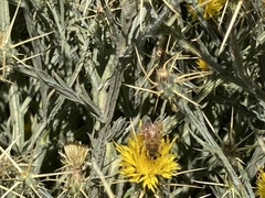 Apis mellifera