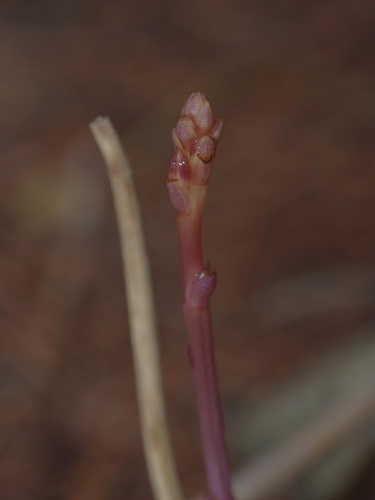 Image of Bletia nitida by (c) Michelle W. （鍾偉瑋）, some rights reserved (CC BY)