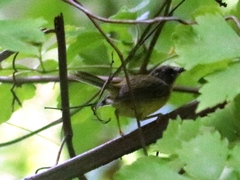 Basileuterus