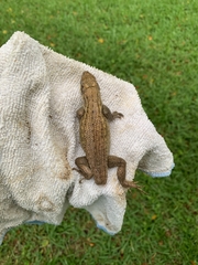 Leiocephalus carinatus