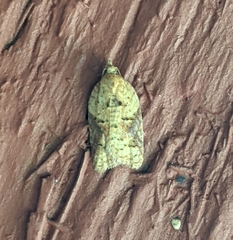 Acleris britannia