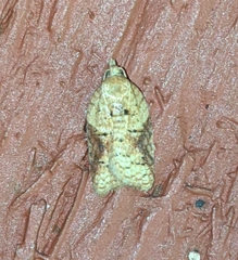 Acleris britannia