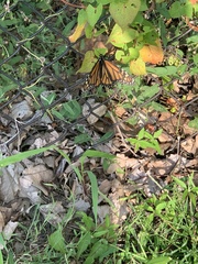 Danaus plexippus