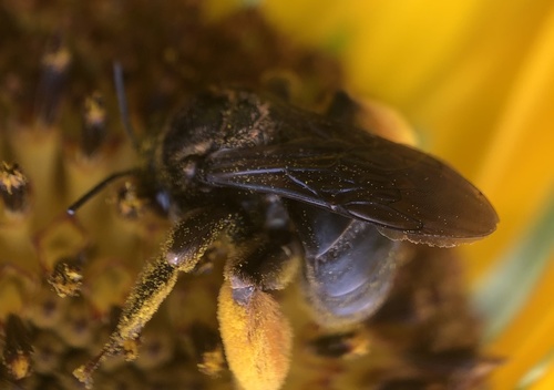 Oblique Longhorn