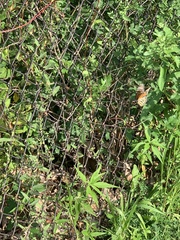 Danaus plexippus