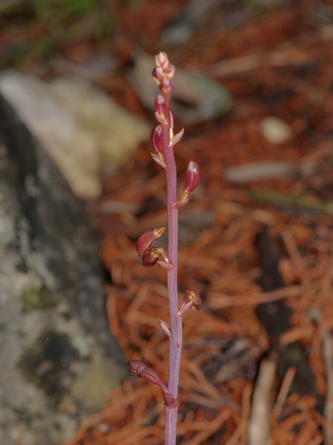 Image of Bletia nitida by (c) Michelle W. （鍾偉瑋）, some rights reserved (CC BY)