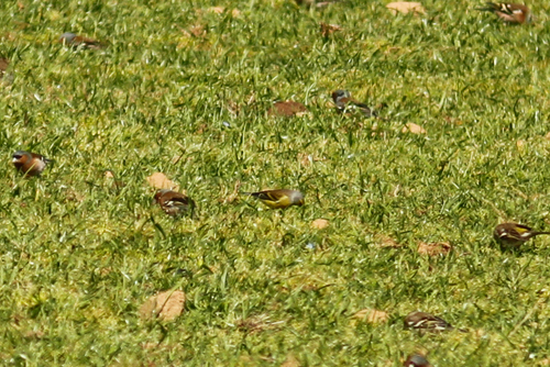 Carduelis corsicana