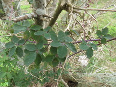 Tropaeolum pentaphyllum