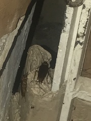 Periplaneta americana