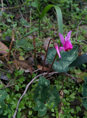 Cyclamen repandum