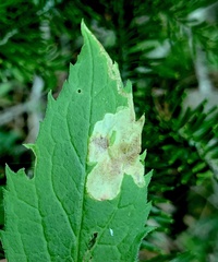 Calycomyza solidaginis