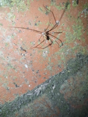 Pholcus phalangioides