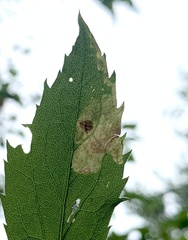 Calycomyza solidaginis