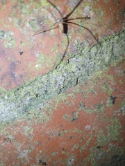 Pholcus phalangioides