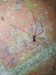 Pholcus phalangioides