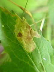 Calycomyza solidaginis