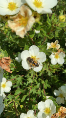 Eristalis tenax