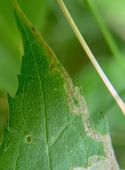 Calycomyza solidaginis