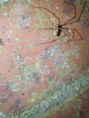 Pholcus phalangioides