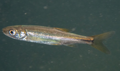 Ptychocheilus grandis