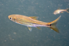 Ptychocheilus grandis