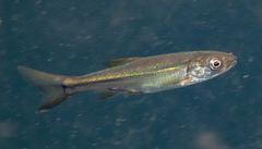 Ptychocheilus grandis