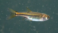 Ptychocheilus grandis